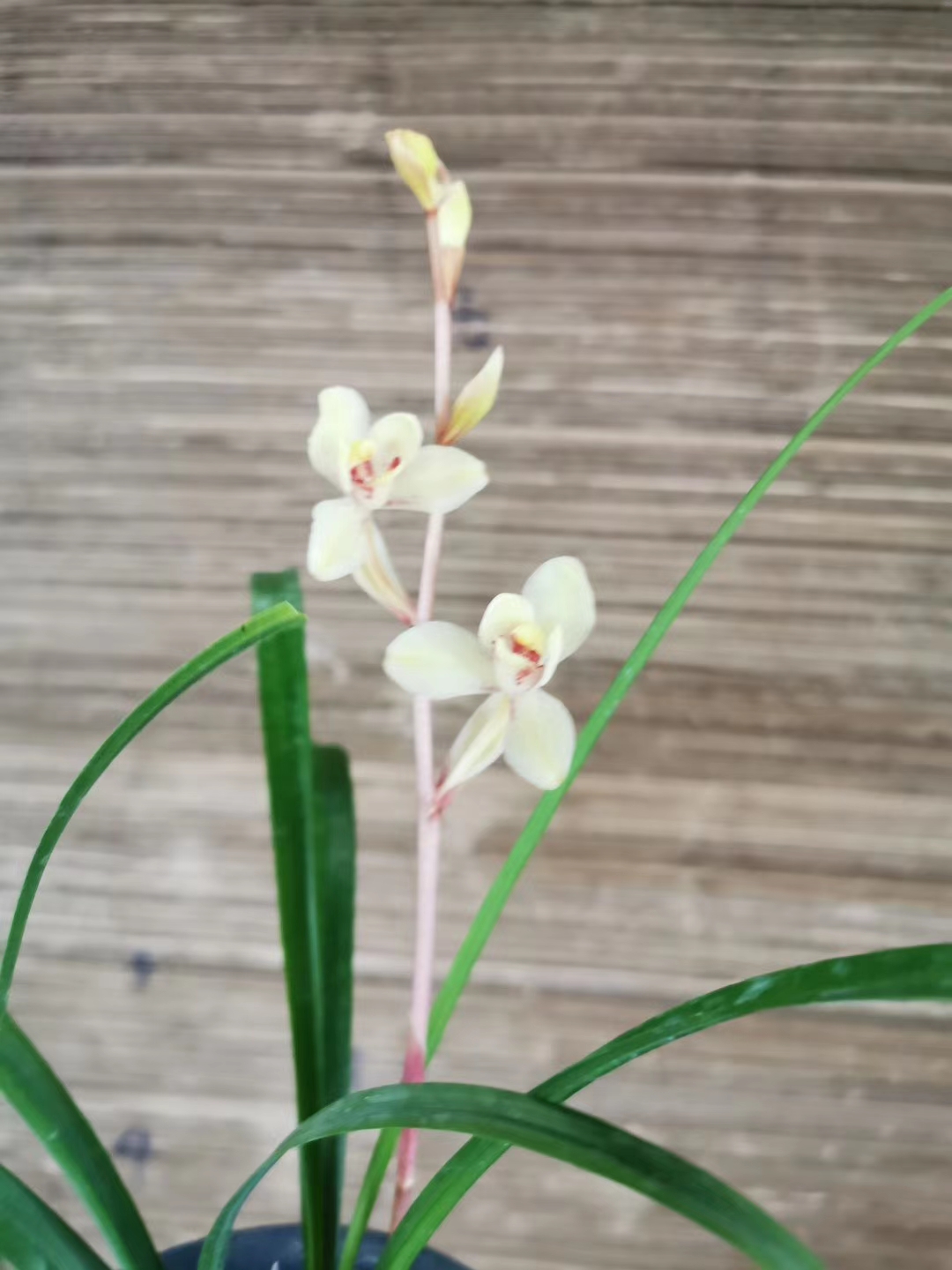 带苞玉芙蓉建兰浅白花香浓郁
