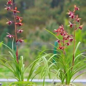 传奇 蕙兰名品实拍链接 浓香复花花蕙兰小草春天开花