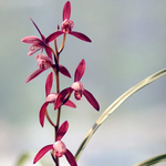 无花国魂赤诚墨宝大唐宫粉漓江雪建兰色花经典四季名品