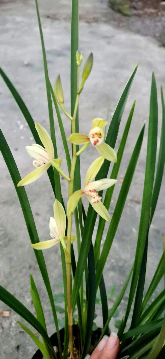 金针 黄花老品种建兰四季兰 花大浓香好养抗性强 开花多