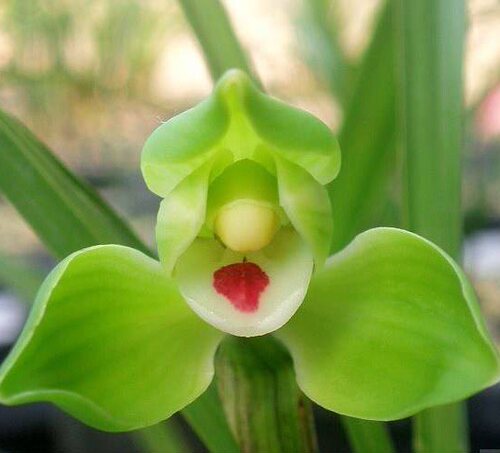 翠一品春兰老品种 水仙瓣 浓香 开品正格 叶姿飘逸春节开花