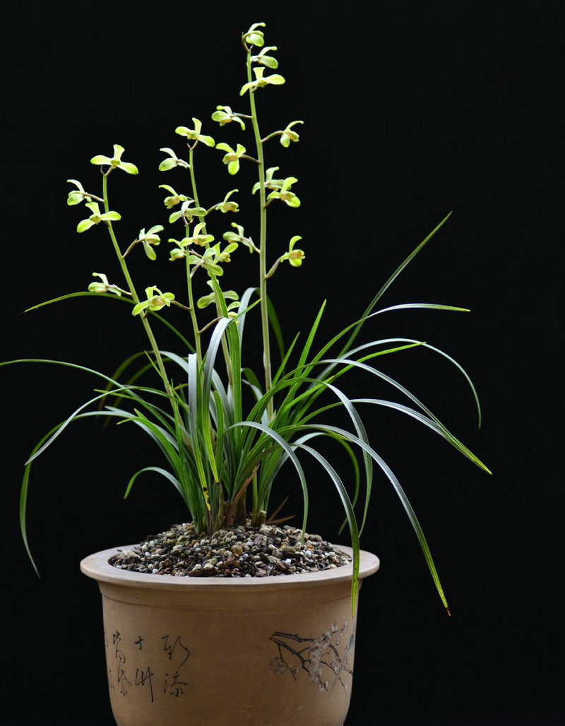 带花苞 江南新极品 蕙兰新八种  梅瓣传统铭品