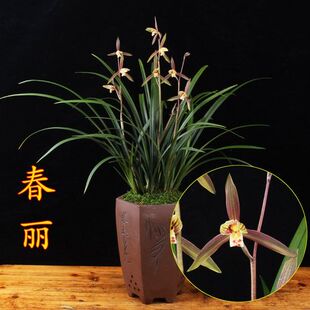 带小花苞春丽春兰浓香扑鼻 叶姿秀美 十分好养 花苞多多 春节开花