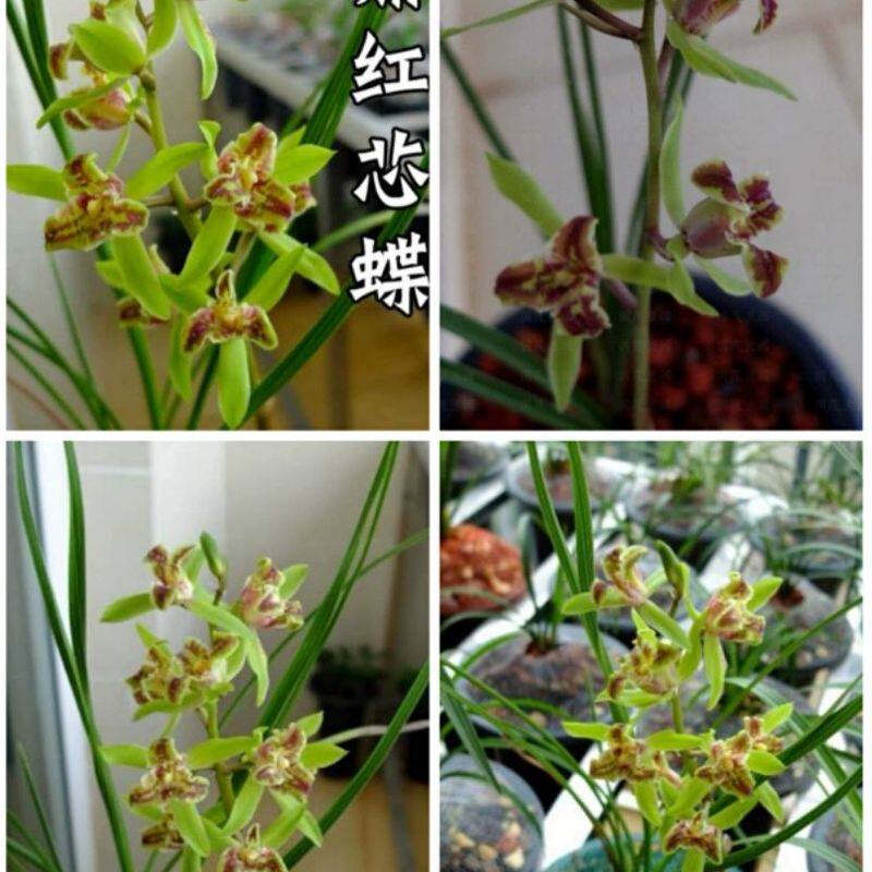 鼎红蕊蝶小型秀美浓郁花期长蕙兰