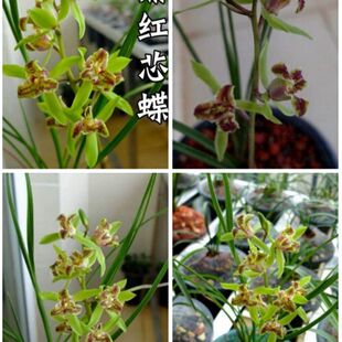 鼎红蕊蝶 小型蕙兰 蕊蝶叶姿秀美 花香浓郁花期长