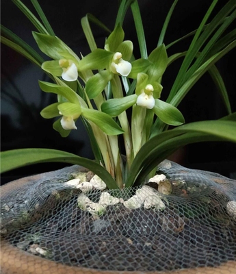 苍岩素猫耳捧浓香素心