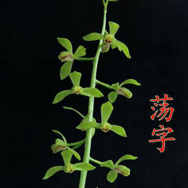 荡字八大名品水仙小型蕙兰