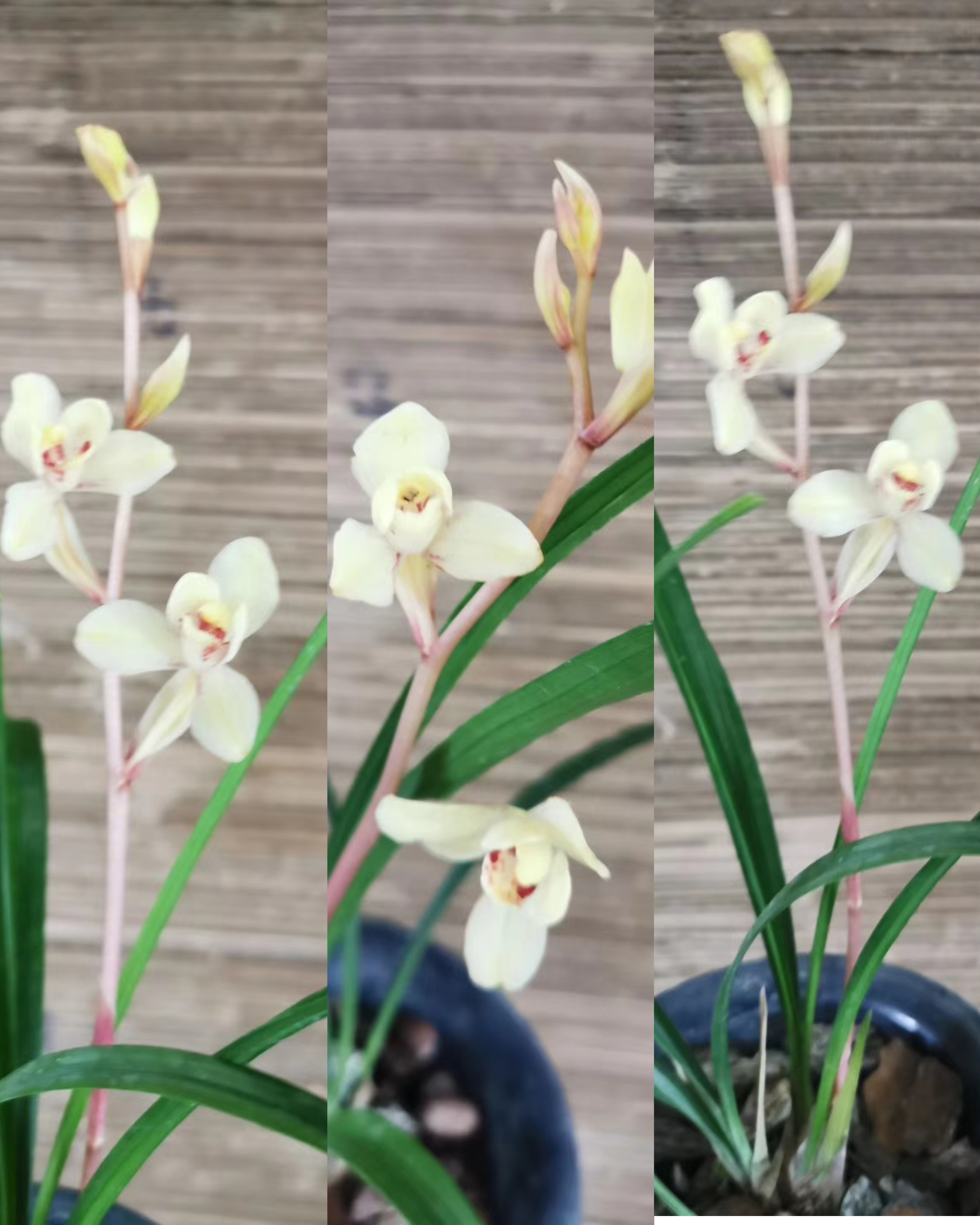 带苞玉芙蓉建兰浅白花香浓郁