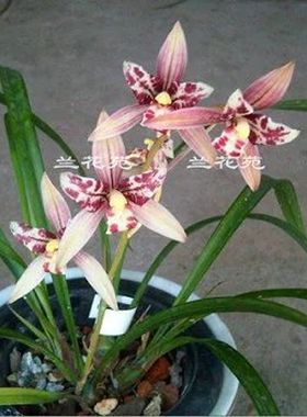 红猫蕊蝶 红色蝶瓣经典蕊蝶四季兰花多浓香花叶兼赏