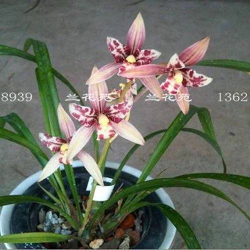 带花苞红猫蕊蝶 红色蝶瓣经典蕊蝶四季兰花多浓香花叶兼赏 - 封面