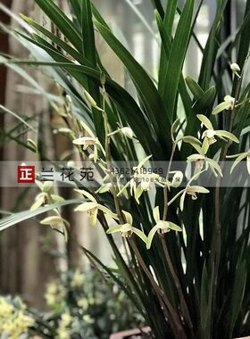 带小花芽浓香四季大青生命力旺盛多芽多花早花建兰新手兰花绿植