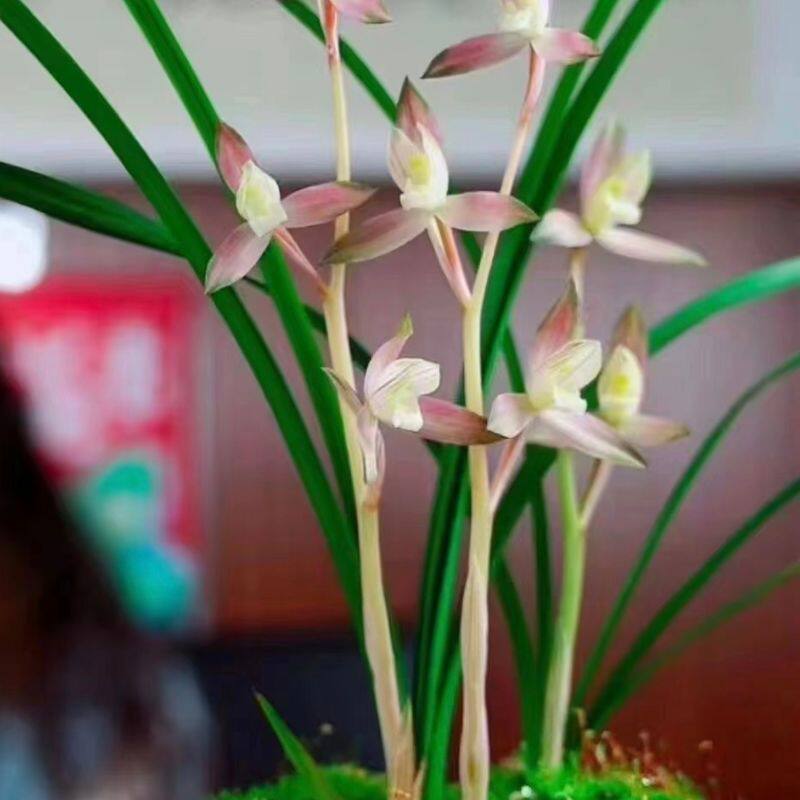 红霞素春剑名品复色花
