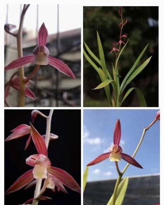 江山美人墨兰素舌红花