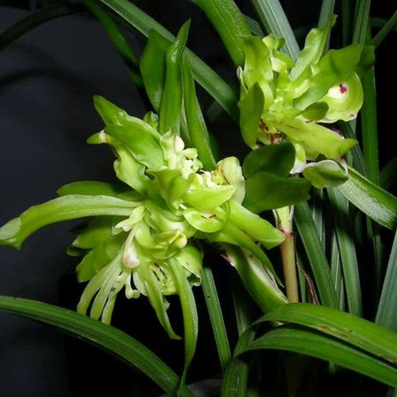 奇花大浓香带花苞余蝴蝶