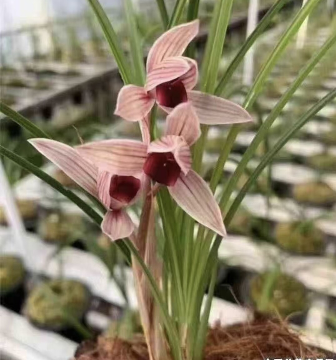 丽江红 莲瓣兰名品