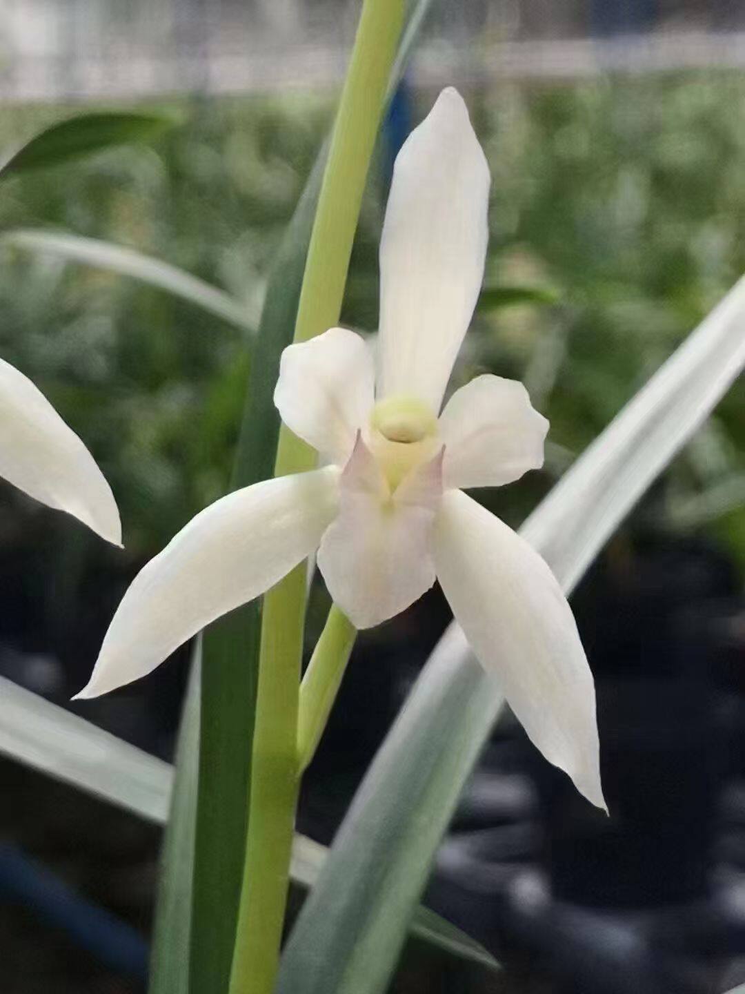 雪莲 兰花苗建兰白花夏日精灵香气馥郁好养夏秋开花多次