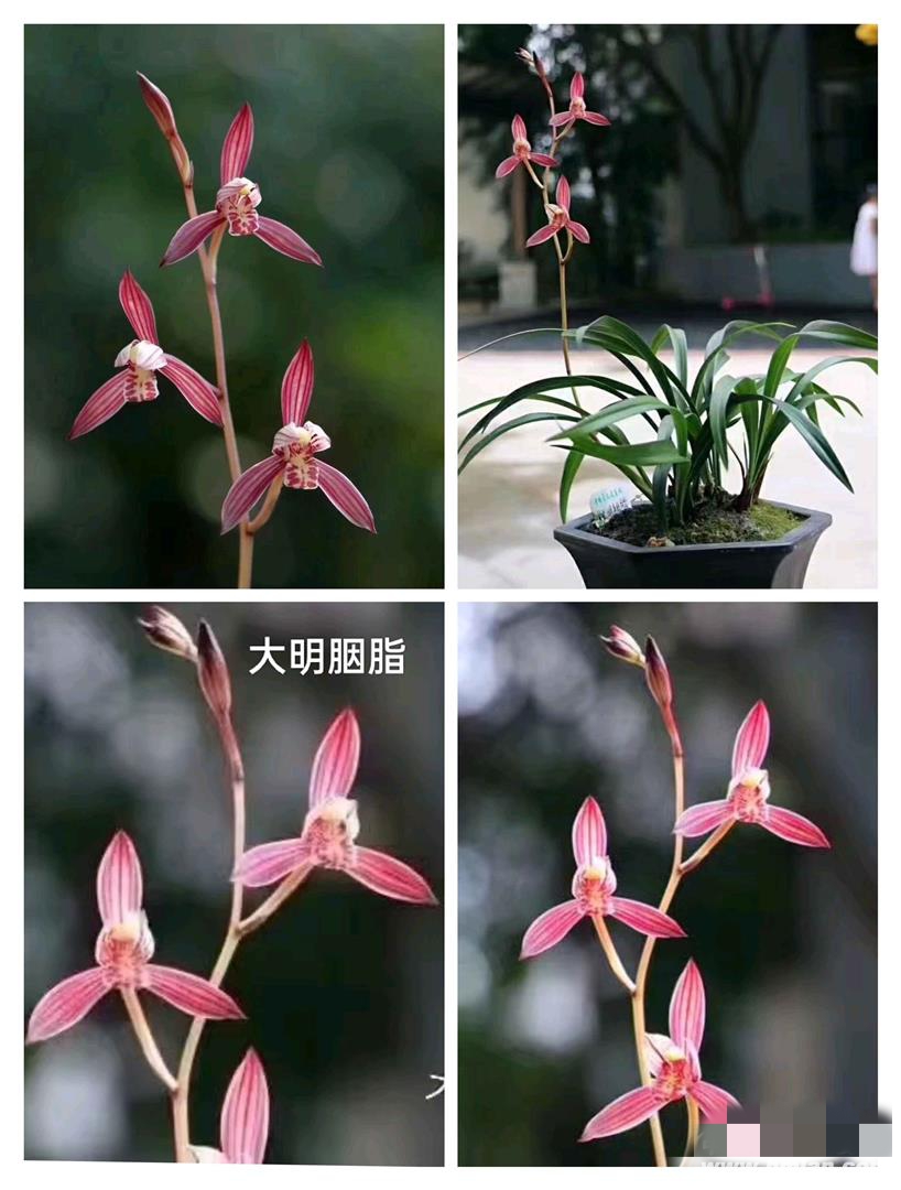 大明胭脂四季兰建兰苗大花高出架