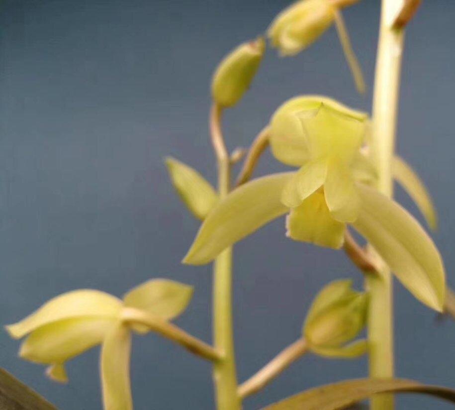 赤玉素花黄色素花 蕙兰麻壳素 浓香素心