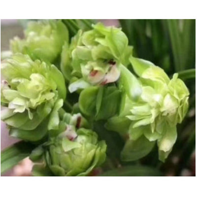 花苞九仙牡丹浓香春兰多瓣