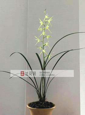 带花苞细叶寒兰经典素心 香气清洌 幽香 叶姿飘逸洒脱 花高出架