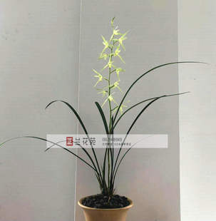 带花苞细叶寒兰经典素心 香气清洌 幽香 叶姿飘逸洒脱 花高出架