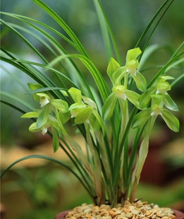 带花苞张荷素 春兰老品种 大荷瓣素花浓香高雅 春天开花