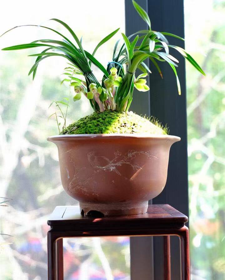 兰花苑老种大富贵春兰荷瓣浓香
