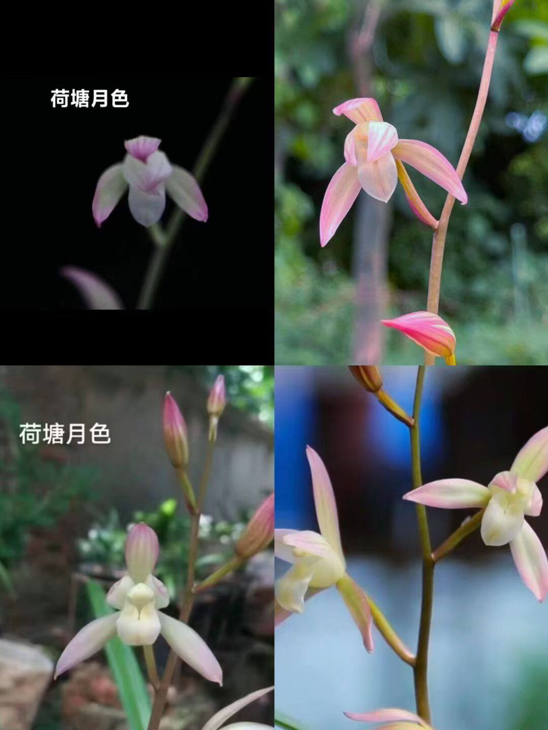 楼梅 荷塘月色 滇红素 国魂实拍选项