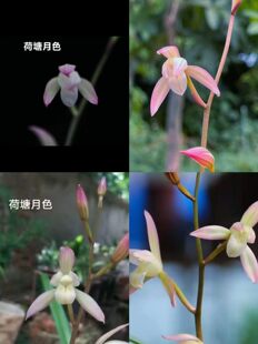 楼梅 荷塘月色 滇红素 国魂实拍选项