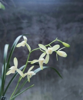 带花苞翠衣仙子 细叶纤纤高花 香气清甜又名小宫粉四季兰建兰盆栽