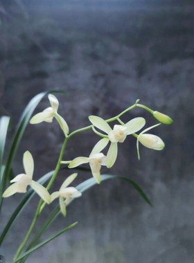 建兰翠衣仙子小宫粉飘逸细叶纤纤