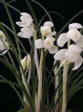 永怀素 莲瓣兰永恒经典 高雅素洁 叶姿动人浓香春节开花