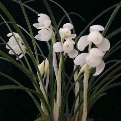 带花苞永怀素 莲瓣兰永恒经典 高雅素洁 叶姿动人浓香