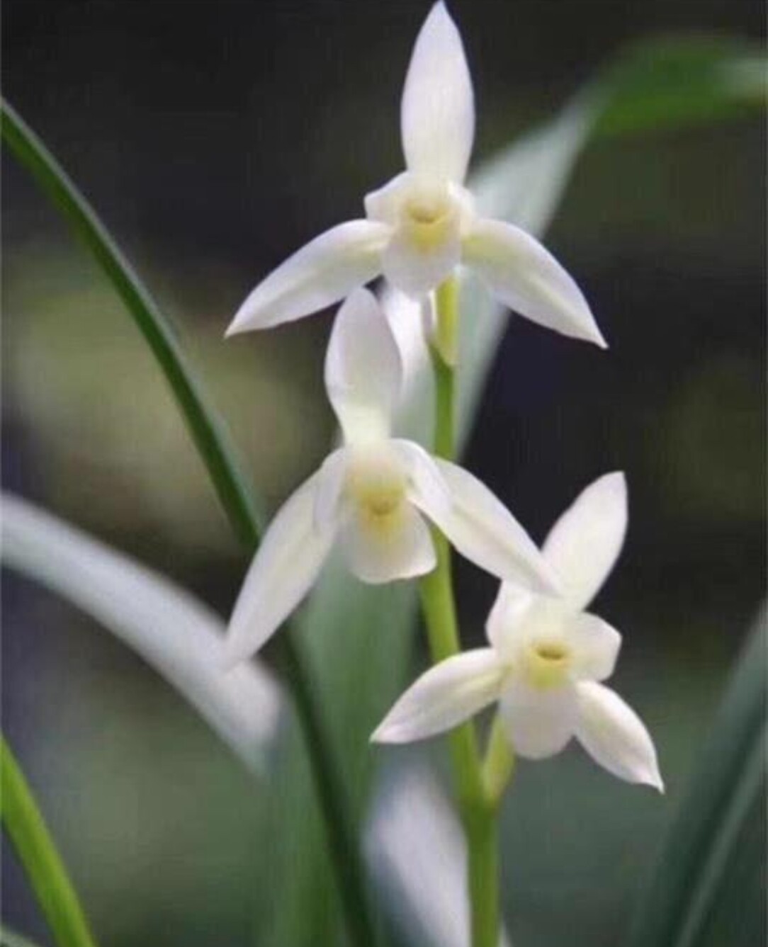 带花苞建兰四季兰漓江雪白花素心阳台庭院盆栽绿植老品种