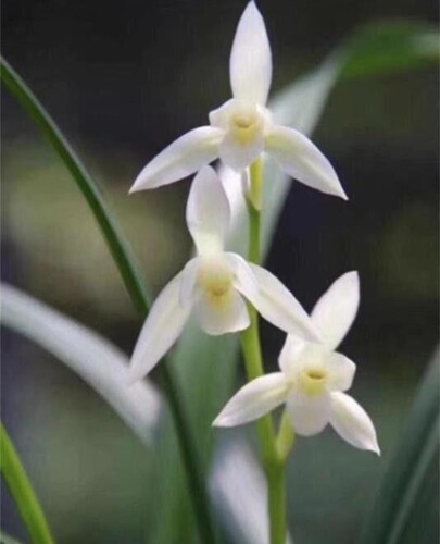 带花苞建兰四季兰漓江雪白花素心阳台庭院盆栽绿植老品种