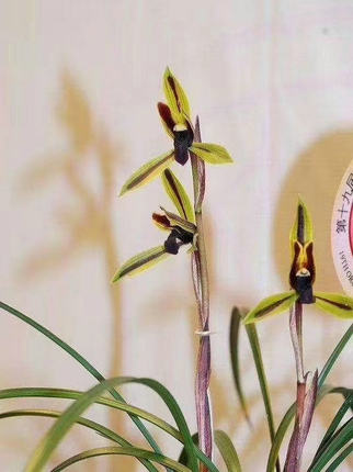 包公魂 春兰黑素花 名贵春兰 春天开花