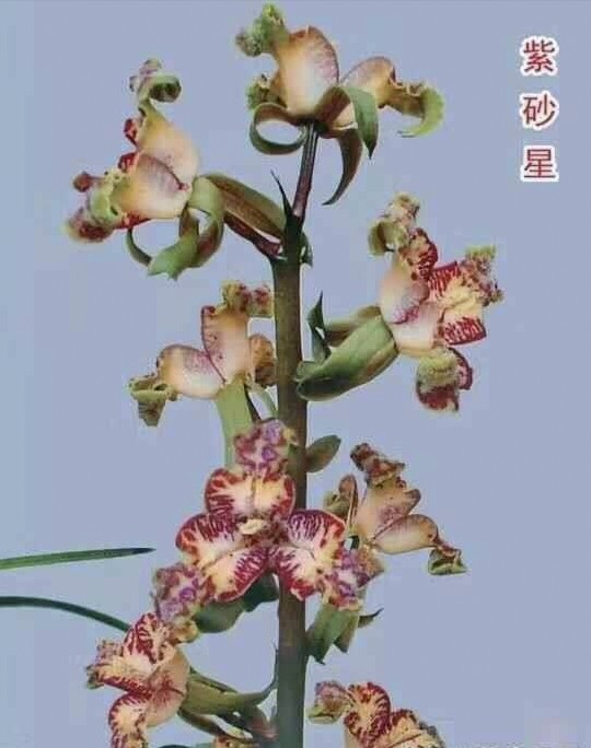 紫砂星浓香蕙兰奇花