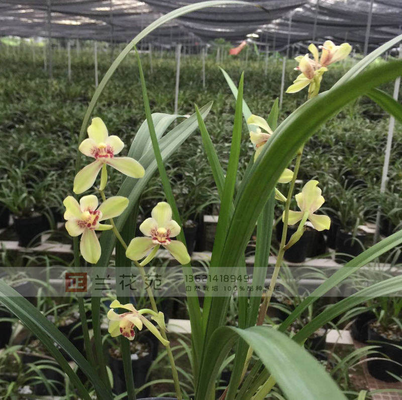 带叶芽 笑春荷 百合瓣浓香大花 四季兰建兰 花似蝶飞舞优雅