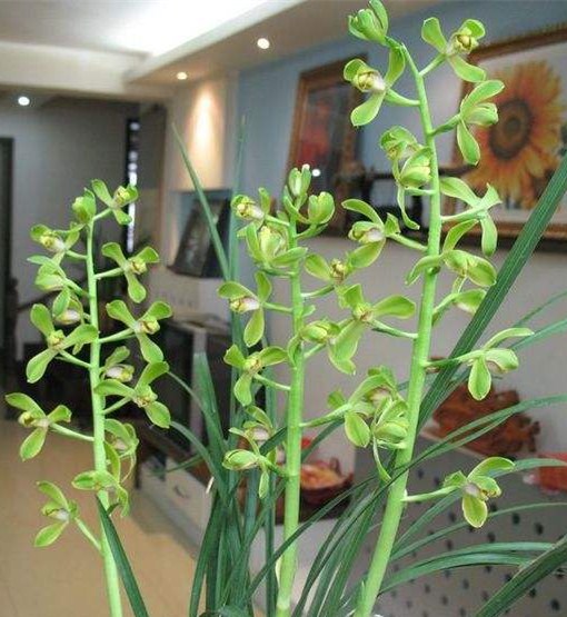 老极--品  蕙兰梅瓣老品种 新八种之一