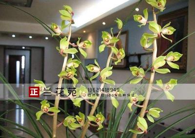 带花苞 郑孝荷 蕙兰 赤壳绿花飘门 荷型水仙名品 浓香易草易花