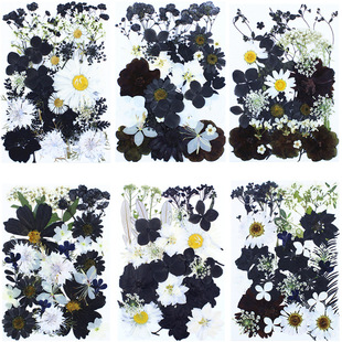 亚马逊热卖跨境Pressed Flower 植物标本30片diy材料黑白干花压花