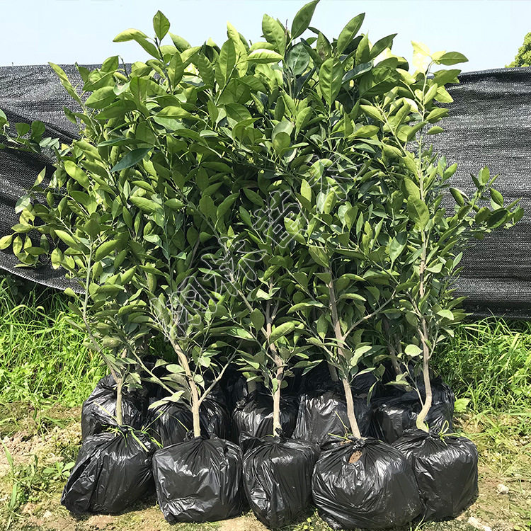 2年由良蜜桔苗橘子树苗红美人柑橘苗黄岩蜜桔苗无核蜜桔果苗带土