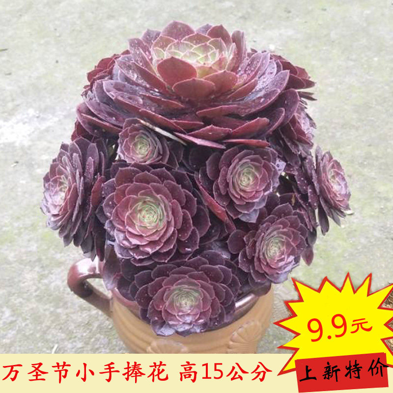 万圣节法师 手捧花造型老桩 缀化多肉植物一物一拍 庭院盆景