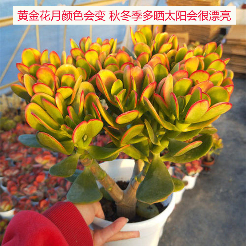 黄金花月盆栽 黄金玉树老桩花月类大型多肉植物