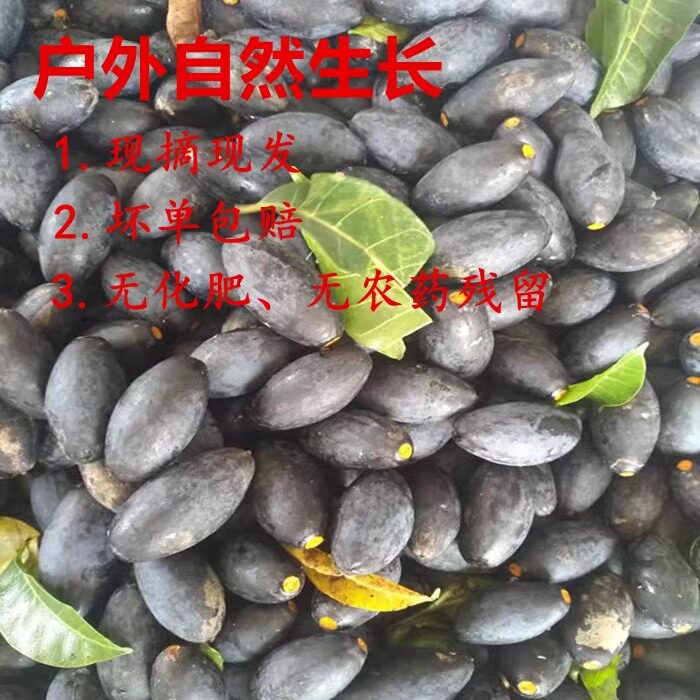 2026新鲜乌橄榄潮汕乌榄早榄大溪新鲜乌橄榄小吃杂咸早餐配菜