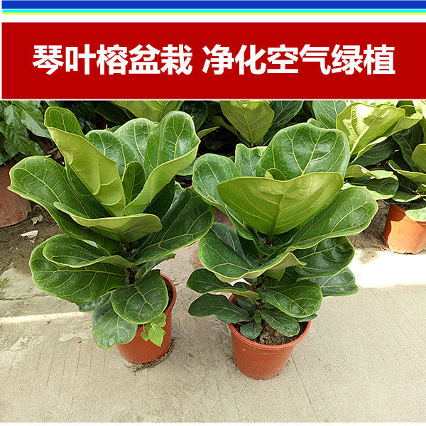 琴叶榕盆栽 四季绿植客厅办公室桌面阳台植物吸甲醛净化空气包邮|msdalam kategori penghantaran bunga/bunga simulasi/tumbuhan berkebun, bunga/Tumbuh-tumbuhan tumbuh-tumbuhan pasu (baru), tumbuh-tumbuhan hijau - dari Buy2taobao.com untuk memberikan perkhidmatan ejen Taobao profesional membeli