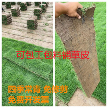 广东园林别墅绿化草皮马尼拉台湾草皮大叶油兰引三号足球场草坪