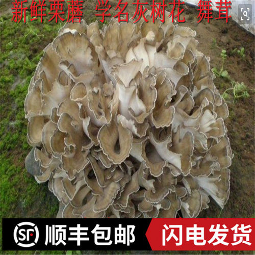 新鲜灰树花 舞茸5斤迁西栗蘑 千佛树菇栗树菇 包邮顺丰 - 封面