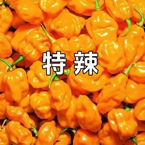 海南发货 特辣 现摘 海南正宗新鲜黄灯笼椒黄辣椒魔鬼辣椒变态辣