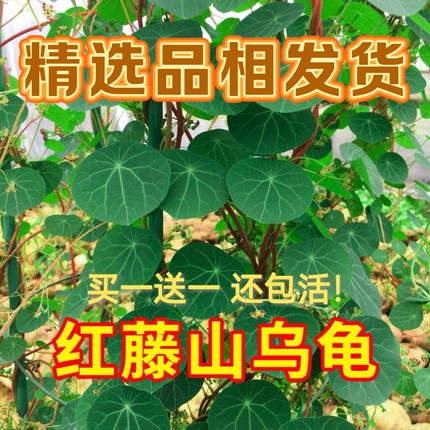 买一送一  云南山乌龟爬藤植物金不换红藤绿藤块根室内可水培